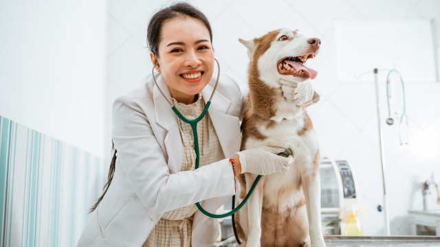 Pentingnya Vaksinasi pada Anjing Perlindungan Dini untuk Kesehatan Maksimal