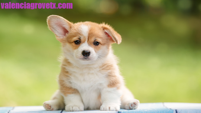 Rekomendasi Ras Anjing Kecil Ideal Untuk Teman Bermain, Pilih Yang Mana