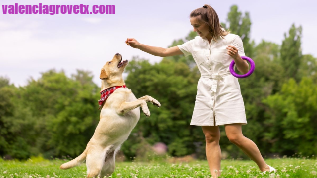 Tips Melatih Anjing Agar Patuh Dan Nurut Kepada Majikannya!