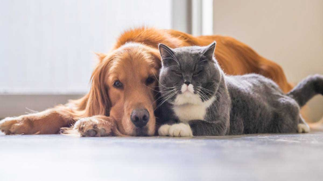 5 Daftar Jasa Pet Care di Apartemen Jakarta, Mulai Dari Grooming Hingga Pet Sitter!