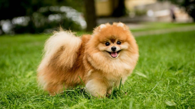 7 Ras Anjing yang Cocok Tinggal di Apartemen Kecil, Kalian Pilih yang Mana