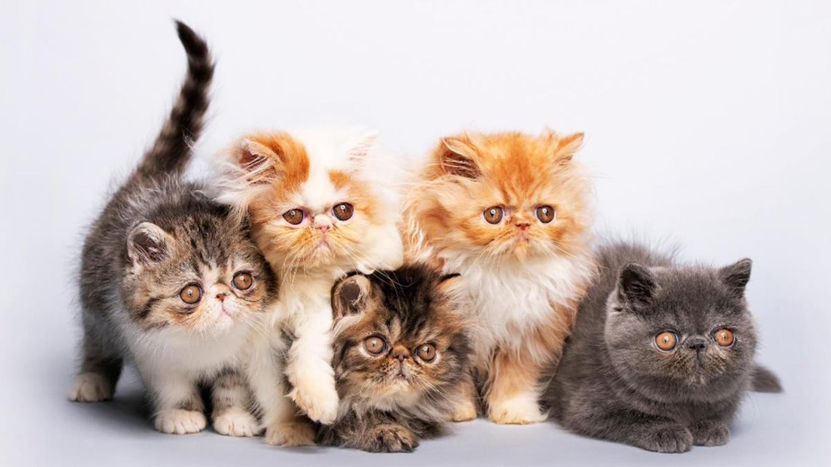 Cara merawat kucing agar tetap sehat dan optimal