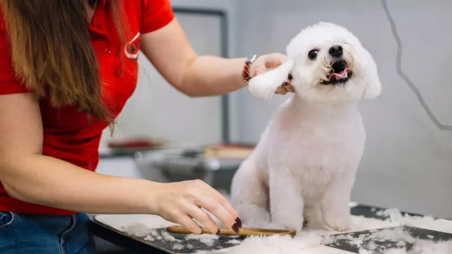 Cara merawat anjing peliharaan